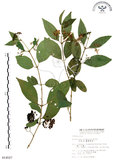 中文名:杜虹花(S014527)學名:Callicarpa formosana Rolfe(S014527)英文名:Formosan beauty-berry