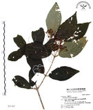 中文名:杜虹花(S031107)學名:Callicarpa formosana Rolfe(S031107)英文名:Formosan beauty-berry