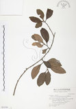 中文名:杜鵑桑寄生 (S031759 )學名:Taxillus rhododendricolus (Hayata) Chiu (S031759 )