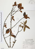 中文名:杜鵑桑寄生 (S062442 )學名:Taxillus rhododendricolus (Hayata) Chiu (S062442 )