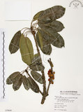 中文名:雀榕 (S079840 )學名:Ficus superba (Miq.) Miq. var. japonica Miq. (S079840 )英文名:Red Fruit Fig-tree