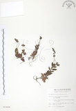 中文名:玉山水苦賈(S012696)學名:Veronica morrisonicola Hayata(S012696)