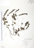 中文名:玉山水苦賈(S015362)學名:Veronica morrisonicola Hayata(S015362)