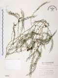 中文名:天門冬(S008988)學名:Asparagus cochinchinensis (Lour.) Merr.(S008988)
