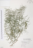 中文名:天門冬(S079818)學名:Asparagus cochinchinensis (Lour.) Merr.(S079818)