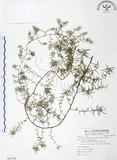 中文名:天門冬(S081739)學名:Asparagus cochinchinensis (Lour.) Merr.(S081739)