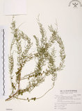 中文名:天門冬(S090890)學名:Asparagus cochinchinensis (Lour.) Merr.(S090890)