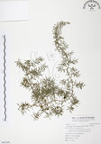 中文名:天門冬(S095309)學名:Asparagus cochinchinensis (Lour.) Merr.(S095309)