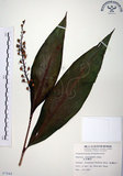 中文名:山月桃(S007848)學名:Alpinia intermedia Gagnep.(S007848)