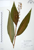 中文名:山月桃(S007849)學名:Alpinia intermedia Gagnep.(S007849)