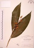 中文名:山月桃(S009099)學名:Alpinia intermedia Gagnep.(S009099)