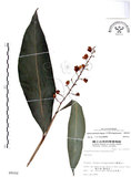 中文名:山月桃(S009102)學名:Alpinia intermedia Gagnep.(S009102)