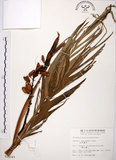 中文名:山月桃(S010349)學名:Alpinia intermedia Gagnep.(S010349)