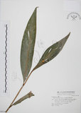 中文名:山月桃(S047182)學名:Alpinia intermedia Gagnep.(S047182)