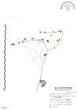 中文名:阿里山繁縷(S008943)學名:Stellaria arisanensis (Hayata) Hayata(S008943)