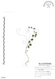 中文名:阿里山繁縷(S008944)學名:Stellaria arisanensis (Hayata) Hayata(S008944)