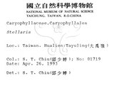中文名:阿里山繁縷(S010910)學名:Stellaria arisanensis (Hayata) Hayata(S010910)