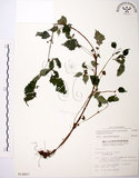 中文名:長梗盤花麻(S014867)學名:Lecanthus peduncularis (Wall. ex Royle) Wedd.(S014867)