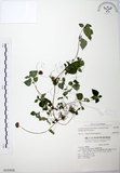 中文名:長梗盤花麻(S015908)學名:Lecanthus peduncularis (Wall. ex Royle) Wedd.(S015908)