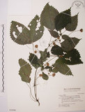 中文名:長梗盤花麻(S030988)學名:Lecanthus peduncularis (Wall. ex Royle) Wedd.(S030988)
