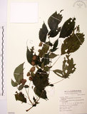 中文名:長梗盤花麻(S069382)學名:Lecanthus peduncularis (Wall. ex Royle) Wedd.(S069382)