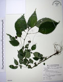 中文名:長梗盤花麻(S088300)學名:Lecanthus peduncularis (Wall. ex Royle) Wedd.(S088300)
