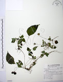 中文名:長梗盤花麻(S090860)學名:Lecanthus peduncularis (Wall. ex Royle) Wedd.(S090860)
