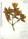 中文名:玉山杜鵑(S012683)學名:Rhododendron pseudochrysanthum Hayata(S012683)英文名:Yu-shan Rhododendron