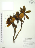 中文名:玉山杜鵑(S014795)學名:Rhododendron pseudochrysanthum Hayata(S014795)英文名:Yu-shan Rhododendron