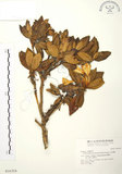 中文名:玉山杜鵑(S016354)學名:Rhododendron pseudochrysanthum Hayata(S016354)英文名:Yu-shan Rhododendron