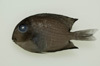 中文種名:普拉斯林棘鱗魚