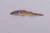 中文種名:砂鰕虎魚