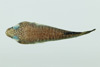 中文種名:黑紋頭錐齒喉盤魚
