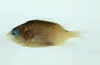 中文種名:尖吻棘鱗魚