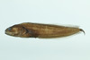 中文種名:深海鼬魚