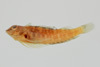 中文種名:紅尾雙線鳚