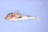 中文種名:貢氏角魚