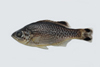 中文種名:大口湯鯉