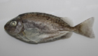 中文種名:褐籃子魚