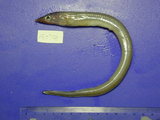 中文種名:異頜頜吻鰻