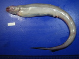 中文種名:深海尾鰻