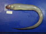 中文種名:深海尾鰻