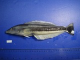 中文種名:黑帶軟棘魚
