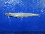 中文種名:澎湖犀鱈