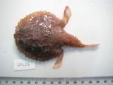 中文種名:雲紋棘茄魚