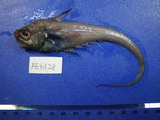 中文種名:軟頭條鱈