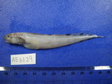 中文種名:斑新鼬魚