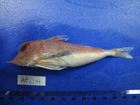 中文種名:深海角魚