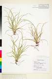 中文種名:Carex tristachya Thunb. subsp. tristachya