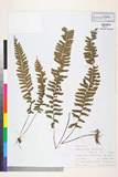 中文種名:Hymenasplenium cheilosorum (Kunze ex Mett.) Tagawa